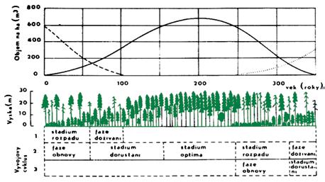 Obr. 22: Schéma vývoje autochtonní smrčiny pralesovitého charakteru na Strmé stráni v Labském dole (podle VACKA 1990).