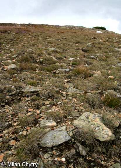2.c Společenstva návětrných ploch středoevropská tundra pouze na vrcholcích alpinského stupně v ČR (Krkonoše, Jeseníky, K.