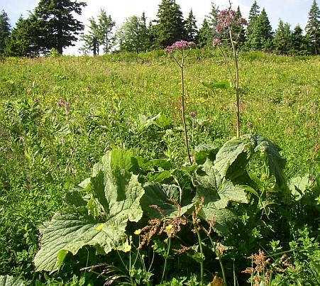 česnáčková Athyrium distentifolium papratka horská v kombinaci s dřevinami (klen,