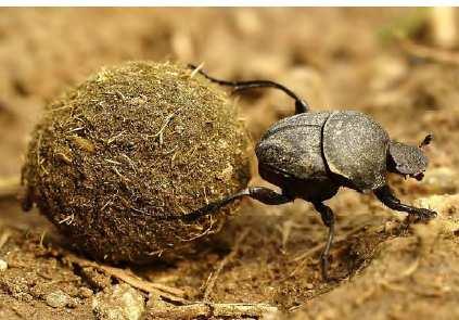 války úbytek až 50 % druhů vazba na antropogenní hospodaření myrmekofilní modrásci - modrásek černoskvrnný jedině pastva ovcí zajistí porosty