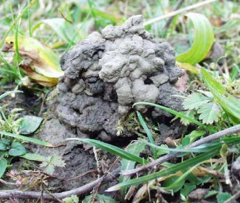 háďátka, chvostoskoci, stejnonožci, roztoči, hmyz, mnohonožky stonožky, roupice, žížaly saprofágové, herbivoři, predátoři Typy managementu vhodné pro