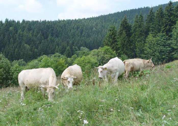 Pastva krav a koní dražší, vyšší váha = eroze, zhutnění, horší transport, radikálnější zásah, ve