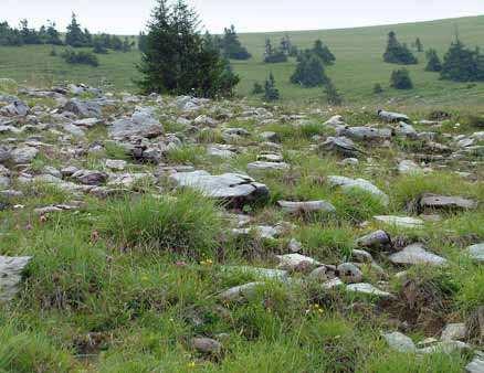 500 kg)/ha) = 1,5 2,5 ovce nebo 0,7 jalovice/ha namísto krávy vhodnější lehké jalovice (do 200 kg) (krávy generalisté ale větší spotřeba píce) skot zjara