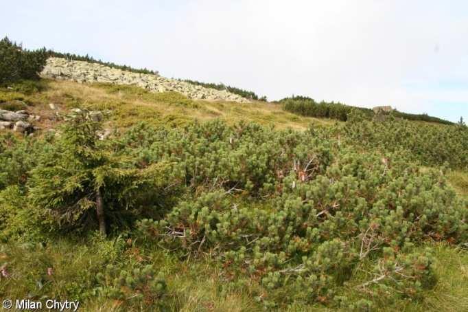 Klečové křoviny (Myrtillo Pinetum mugo) při horní hranici lesa Krkonoš a na rašeliništích Jizerských hor borovice kleč (Pinus mugo) v Karpatských pohořích (Hrubém Jeseníku, Orlických h.