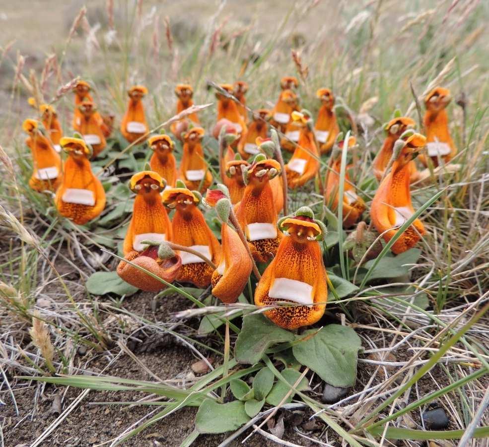 uniflora, Rio