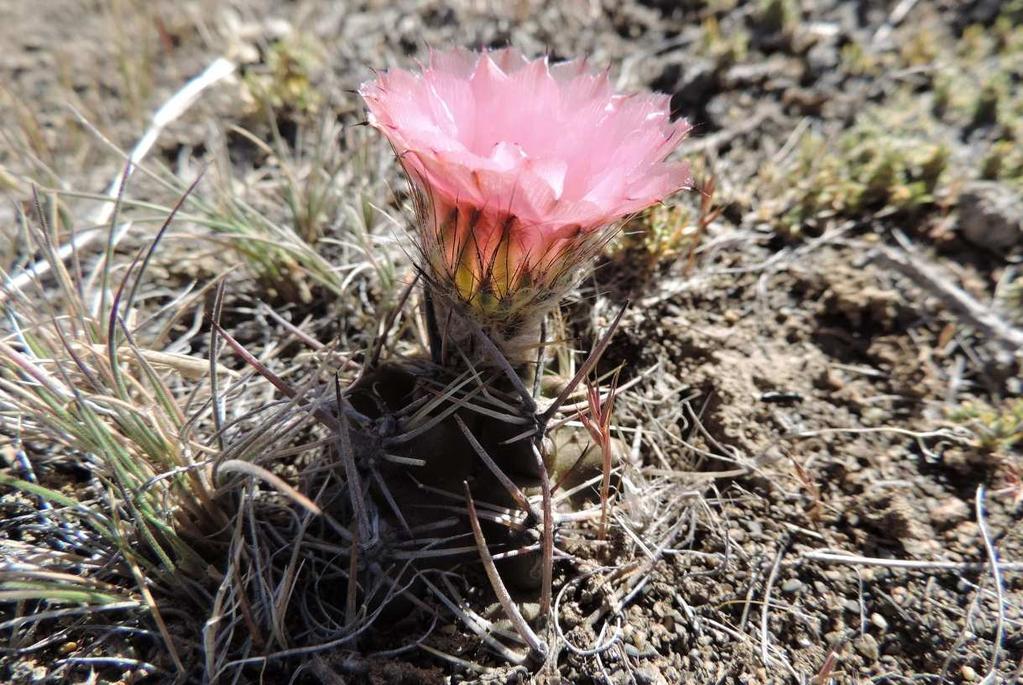 Austrocactus sp.