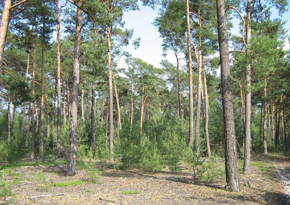 CHEMIE KOLEM NÁS - PŘÍRODA Borovice je rod rostlin z čeledi borovicovité.