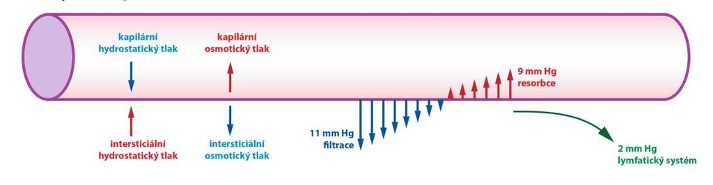 Přesuny tekutin přes kapilární stěnu o o Projevy oběhového selhávání mimo srdce Edém hydrostatický tlak v kapilárách (tlakový gradient) koloidně osmotickým tlak plasmy (tlakový gradient) Starlingovy