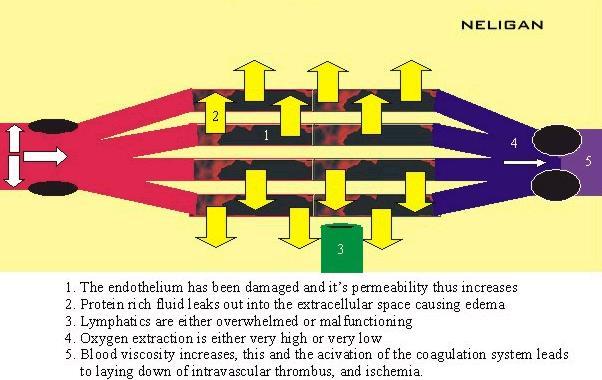 arterioly,