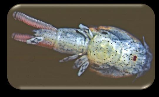 PARASITISMUS Parazotoid (lumci) dospělci (diptera, hymenoptera) kladou vajíčka do hostitelských jedinců, většinou housenek, vyvíjející se larvy nakonec zabijí Hyperparazit (Udonella sp.