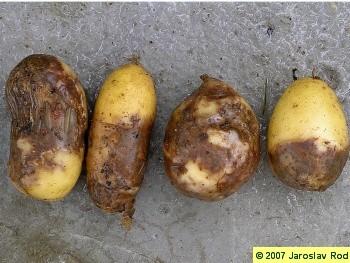 Phytophthora infestans (plíseň bramborová) napadá nadzemní části (listy) i hlízy nejzávažnější patogen brambor, jeho zavlečení v 19.