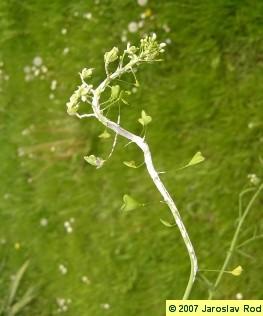 Albugo candida na stonku kokošky, Plasmopara viticola na listu vinné révy řád Peronosporales ("nepravá padlí") cenocytická stélka, intercelulární mycelium vytváří haustoria zoosporangia se vytváří na