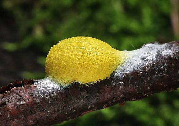 sporangia Trichia sp.