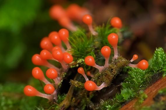 (Lycogala), Anton Mocik