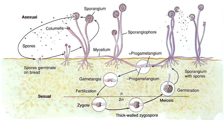 pohlavní rozmnožování izo- (vzácněji anizo-) gametangiogamie (též označení "zygogamie"), splývání gametangií homothalické druhy kopulace gametangií i ze stejného mycelia, heterothalické druhy musí