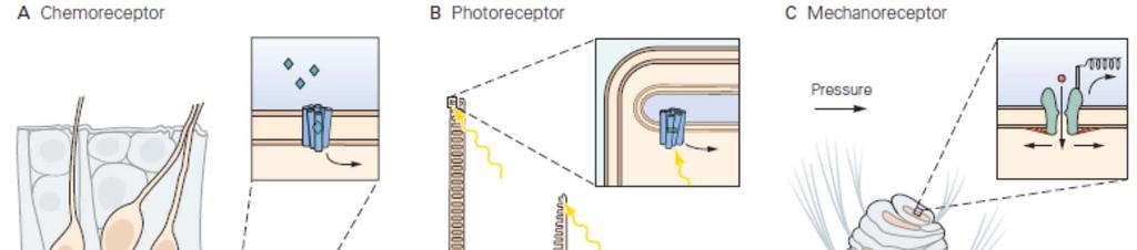 Receptory dělení podle typu energie mechanoreceptory