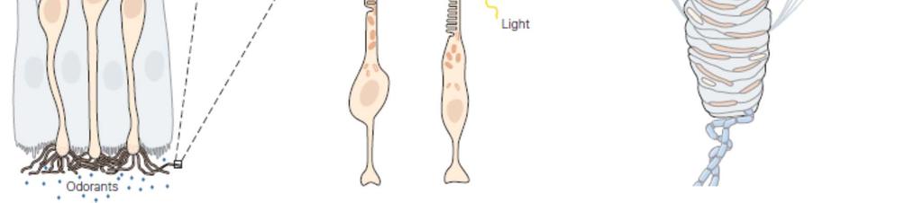 .. chemoreceptory chuťové, čichové, osmoreceptory.