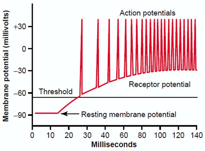 Zpracování podnětu Generátorový (receptorový) potenciál = změna membránového napětí díky