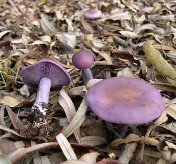 Rod: Lepista sp.