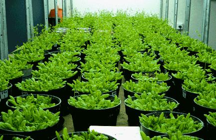 transgenoze Agrobacteriem standardní postupy pro řadu dvouděložných užitkových rostlin (rajče, hořčice, fazole).