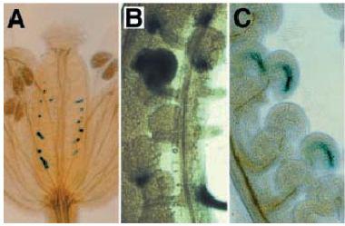 transgenoze namáčením květů (floral dipping) Agrobacterium se dostává do vyvíjejících se květů a T-DNA je včleněna do samičího gametofytu a přenesená přes vajíčko do další generace (nikdy ne do