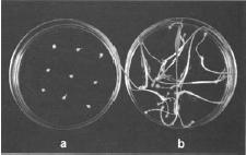 transgenoze jednoděložných např. ječmen (Tingay et al.