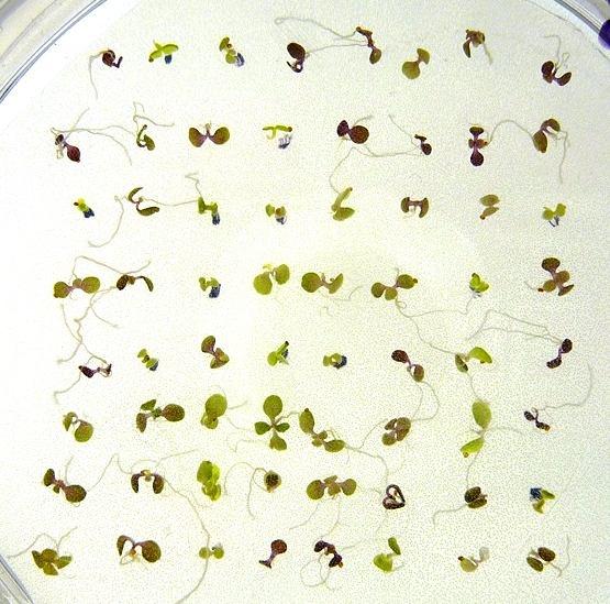 Selekce homozygotní linie T0 generace všichni transformanti jsou heterozygotní selekce semen na nutričním mediu obsahující selekční antibiotikum T1 generace