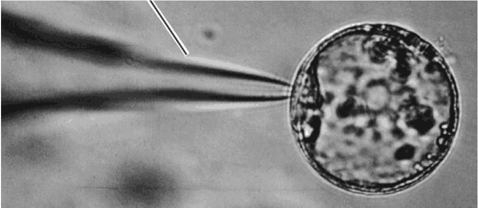 přímá transgenoze TRANSGENOZE PROTOPLASTŮ odstranění buněčné stěny a inkubace protoplastů s roztokem DNA, DNA vniká do protoplastu endocytózou polyethylenglykol elektroporace makroinjekce protoplasty