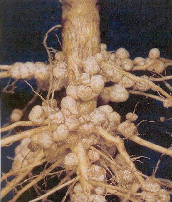 Agrobacterium tumefaciens patogenní bakterie