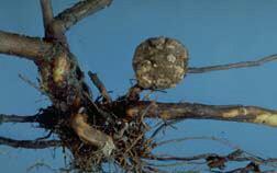 crown gall tissue Agrobacterium je schopné