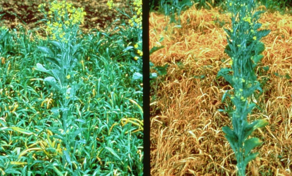 GMO rezistentní k herbicidům Roundup Ready bavlna, kukuřice,