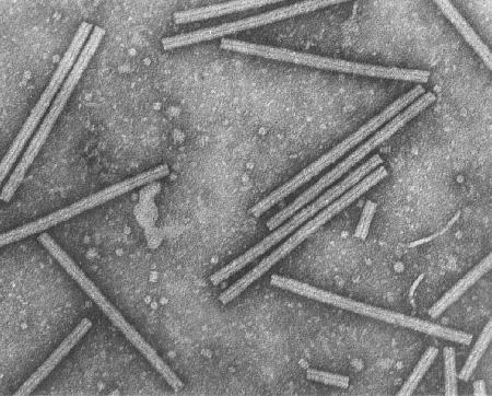 rezistence k virům hlavním způsobem rezistence je exprese genu pro plášťový protein daného viru 1986 první transgenní rostliny tabáku rezistentní vůči TMV (existuje faktor, který rozbalí virus a