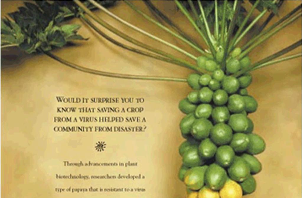papája na Havaji papaya ringspot virus (PRV)