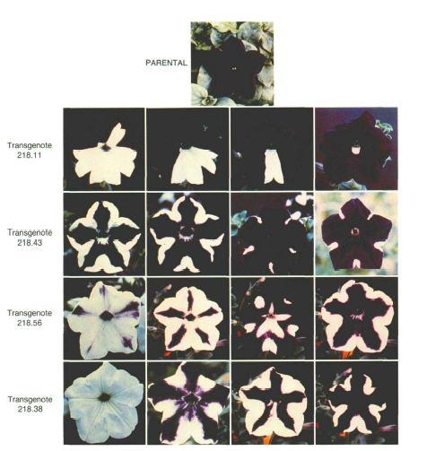 poprvé pozorováno 1990 u transgenní petúnie vědci se pokoušeli ztmavit květy petúnie overexpresí genu pro chalkonát syntasu (enzym produkující černý