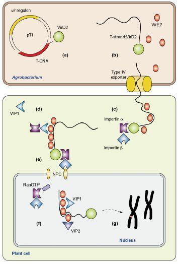 aktivace vir regulonu VirD2 protein se váže na 5 T-DNA (transferred) denaturace ss T-DNA z Ti plazmidu VirE2 proteiny stabilizují ss T-DNA VirD2 a VirE2 proteiny