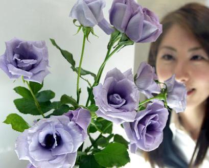 další využívané transgeny MODRÁ RůŽE 2004 vědci z firmy FLORIGENE (Calgene Pacific) pracovali