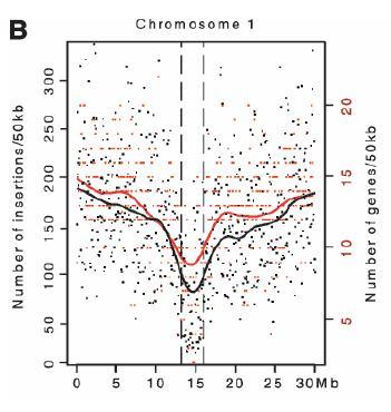 začlenění T-DNA do chromozomu začlenění T-DNA do hostitelského chromozomu je víceméně náhodné nejčastěji se začlení jedna T-DNA do jedné buňky, muže