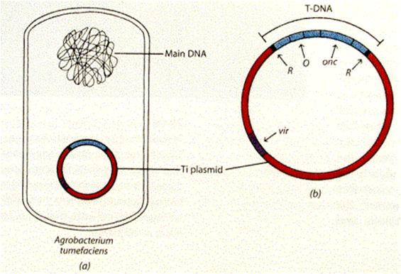hostitelem a přenos T-DNA klonovací plazmid (malý): nese pouze T-DNA, do jejíž části se naklonuje