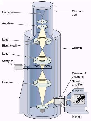 Obrázek 24: Skenovací elektronový mikroskop [27] 11