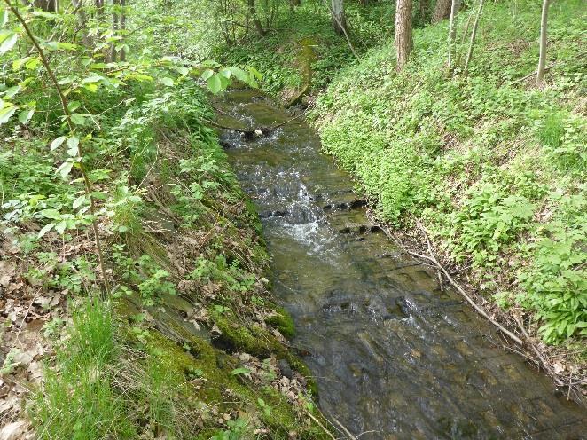 Revitalizace, mokřad/tůň