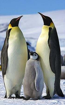 Je mnoho druhů tučňáků nejmenší druh je tučňák nejmenší (Eudyptula minor), dorůstá 40 cm a váží 1,5 2 kg.