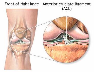3 Svaly v oblasti kolenního kloubu a jejich inervace Skupiny svalů v oblasti