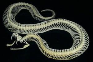 Špičaté a dozadu zahnuté zuby jsou u některých hadů napojeny na jedové žlázy: jedovatí hadi x hadi škrtiči Pokožku svlékají