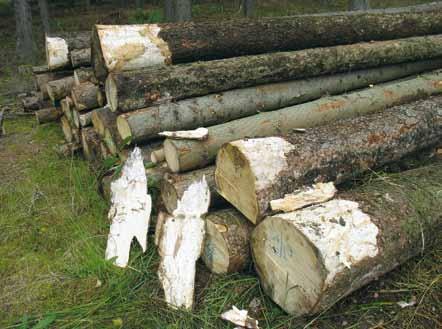 Negativní působení lidské činnosti na lesní ekosystémy je závažným problémem v celé Evropě.