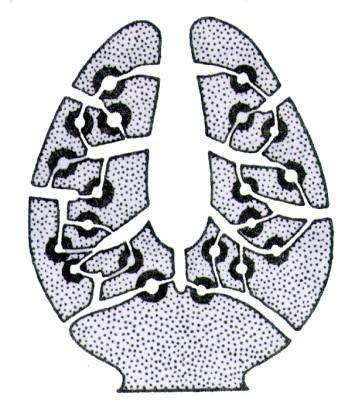 kanálky, spongocel, osculum pinakocyty (pinakoderm), choanocyty (choanoderm),