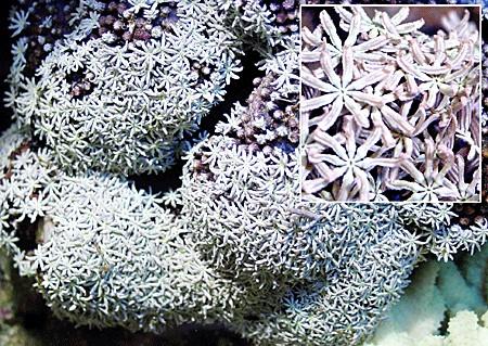 Octocorallia - osmičetní 8 sarkosept, 8 (nebo násobek) zpeřených chapadel mají endoskelet: koralín+vápenitá tělíska VIDEO