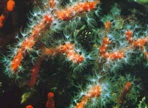 Corallium rubrum - větvičkovité či keřovité kolonie, osní skelet červený korál ze Středozemního moře Pennatularia: Pennatula