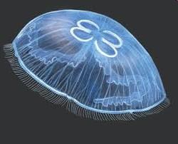 VIDEO Hydrozoa medúzy jsou větší, složitější stavba smyslové orgány v ropáliích nejčastější scyphomedúzy, chobotovité