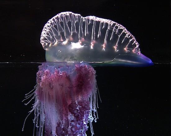 Siphonophora - trubýši Mořští koloniální, plavou na hladině, vznášejí se, polypoidní a medúzoidní polypi na kolmém stvolu, společné orgány, bez medúzy pneumatofory - nadnášení