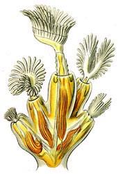 Ectoprocta (= Bryozoa) mechovci mořští, sladkovodní, koloniální zoidi, bryozoidi kolonie buď